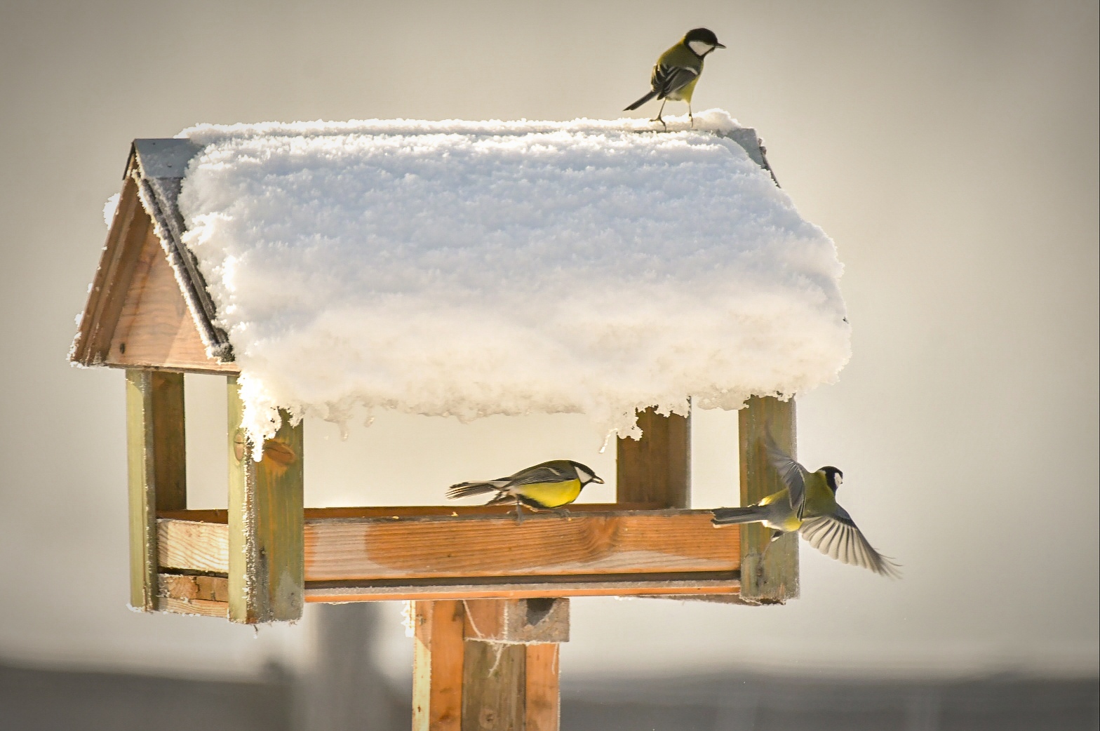 Gdzie się podziały sikorki?