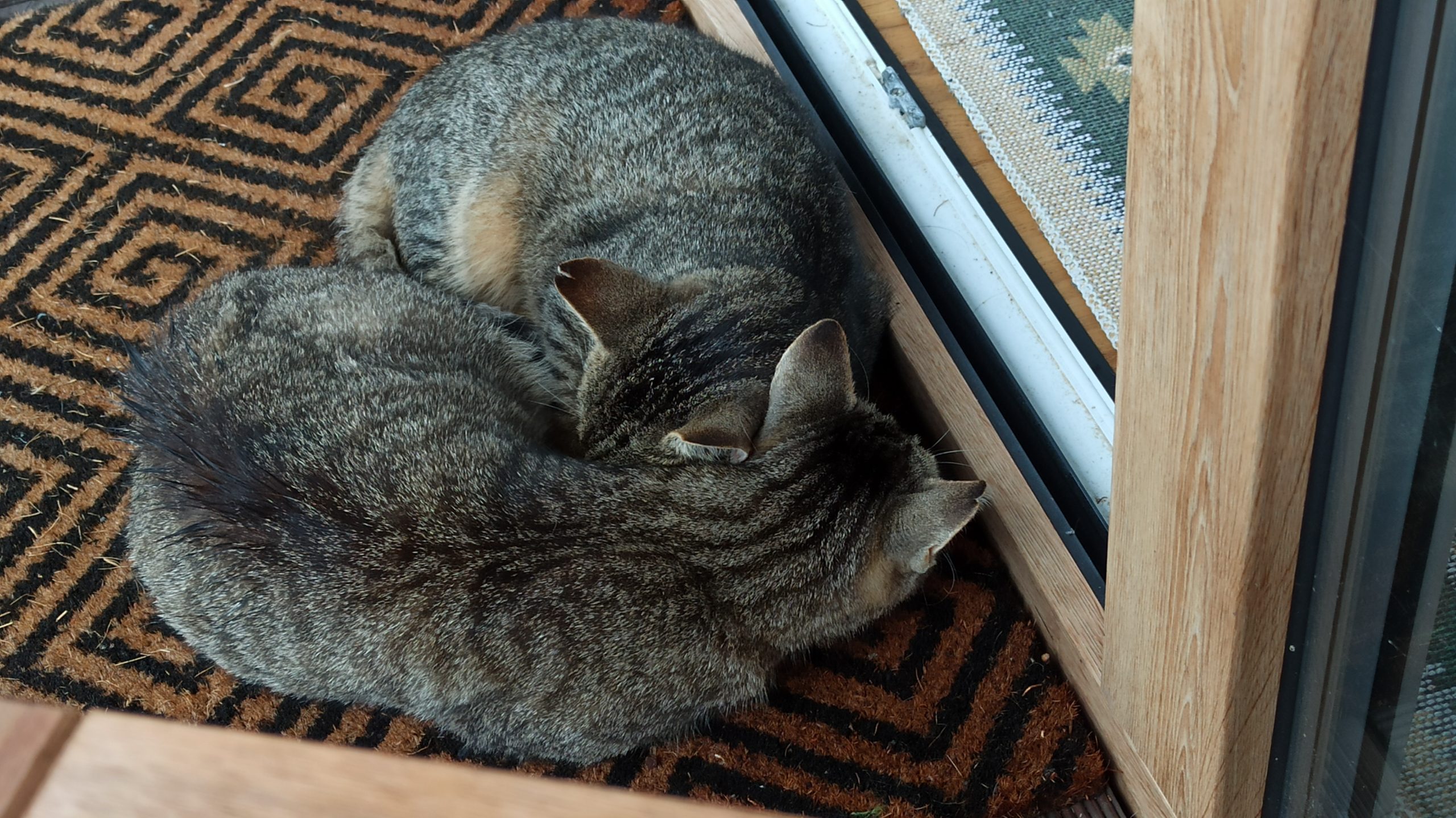 Copy cat. Opowieść o&nbsp;kocie, który&nbsp;się skopiował